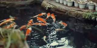 锦鲤在花园池塘