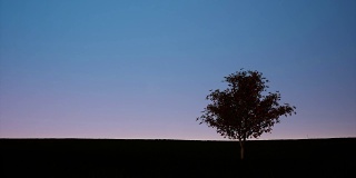 黄昏天空中一棵树的剪影