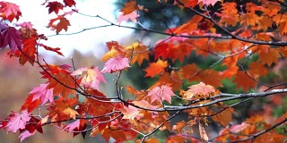 五颜六色的枫叶在秋冬的日本
