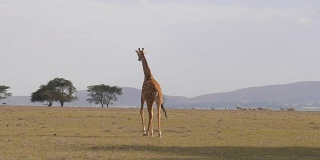 孤独的长颈鹿穿过白炽的地球，非洲草原4K