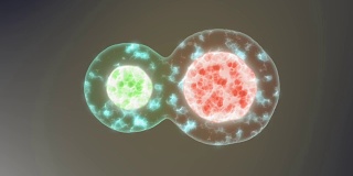 细胞在显微镜下的细胞分裂动画