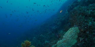 海底珊瑚礁，日本