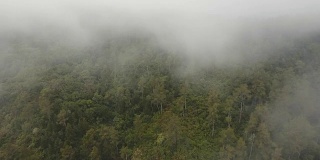 云雾中的雨林。印尼巴厘岛