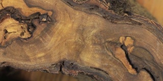 特写胡桃树干的旋转纹理。用于设计和装饰的木质背景表面