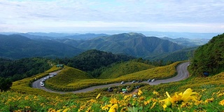 自然景观的墨西哥向日葵Mae Hong Son省泰国