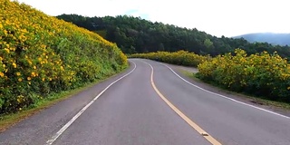 在泰国湄宏儿省的东布塘墨西哥向日葵乡村道路上行驶