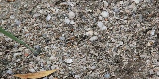 旋角胡蜂是一种生活在沙土海岸的胡蜂