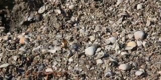 旋角胡蜂是一种生活在沙土海岸的胡蜂