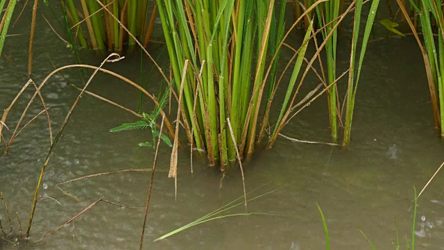 雨中的稻田