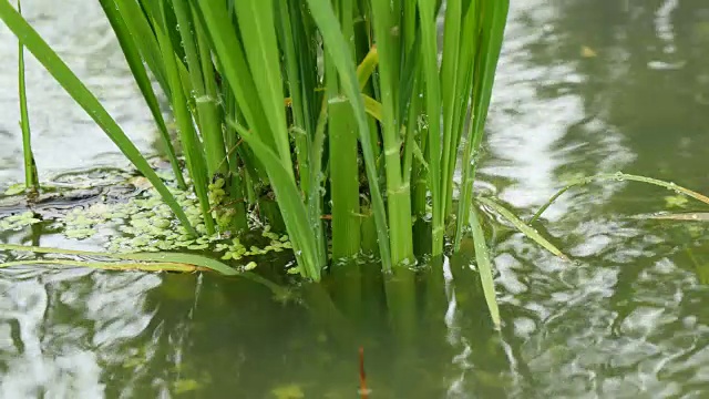 稻田在大雨中生长