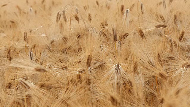 将成熟大麦集中在自然界的田野上