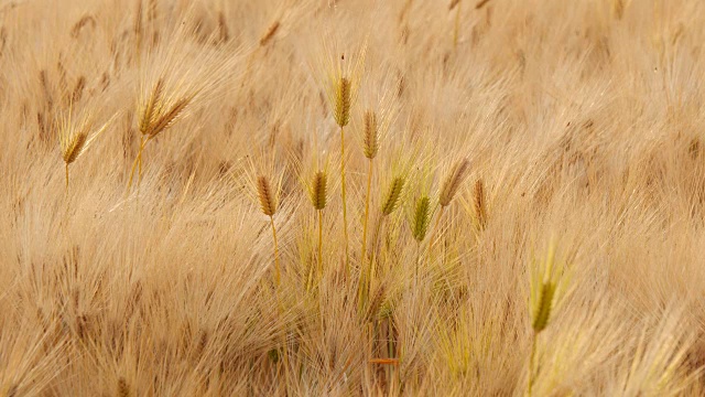 在田间摇摆成熟的大麦