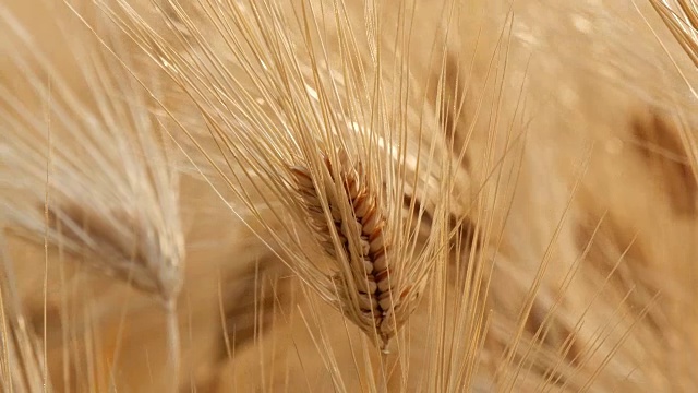 淘金拍摄的大麦田在亚洲农村