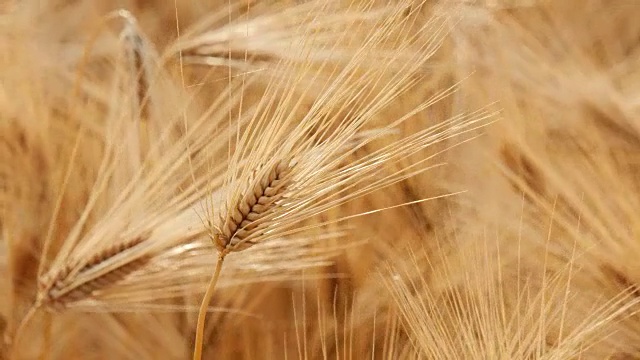 淘金拍摄的大麦田在亚洲农村