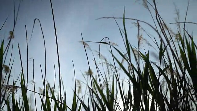 稻草和草在微风中，风，在绿色的田野在夏季日落