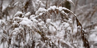 干燥的黄花植物在雪中缓慢地摇摆