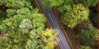 天线:森林中的道路