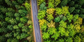 鸟瞰图:穿过森林的道路