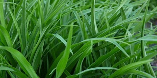 绿草宏美丽的夏日背景。高清视频素材1920x1080静态摄像头