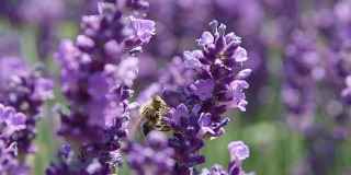 蜜蜂从一朵薰衣草花移动到另一朵去授粉