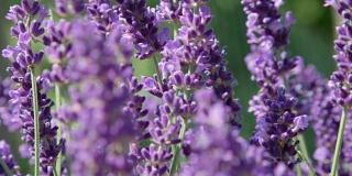 DOF, MACRO, CLOSE UP:紫丁香花在轻夏季风轻轻移动。
