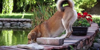 狗在池塘里喝水