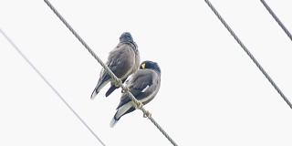 两只鸟坐在一根电线上