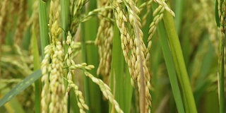 亚洲的稻田