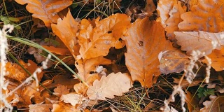 秋天的落叶落在森林的地上