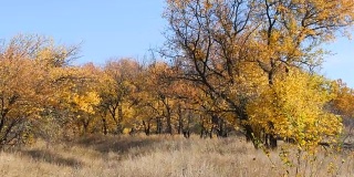 美丽的秋天，树林里黄澄澄的树木。秋天的树叶落到了地上