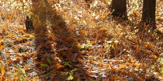 秋天的落叶落在森林的地上