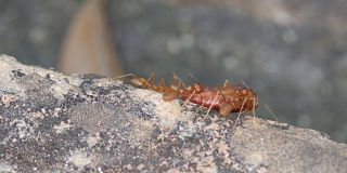 蚂蚁携带节肢动物的一部分