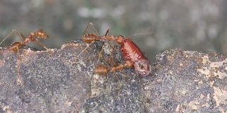 蚂蚁携带着千足虫的一部分