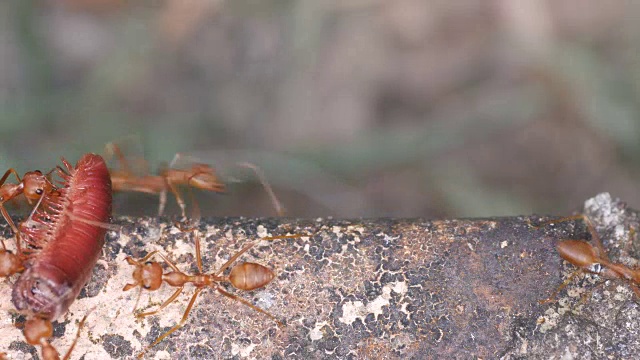 蚂蚁携带着千足虫的一部分