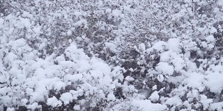 江原道江陵的一棵树上飘落着雪花