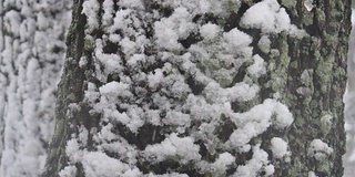 江原道江陵的松林上飘落着雪花