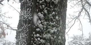 江原道江陵的松林上飘落着雪花