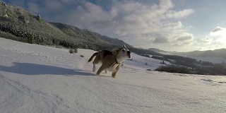 活动的比格犬跑在雪山行走的慢镜头。