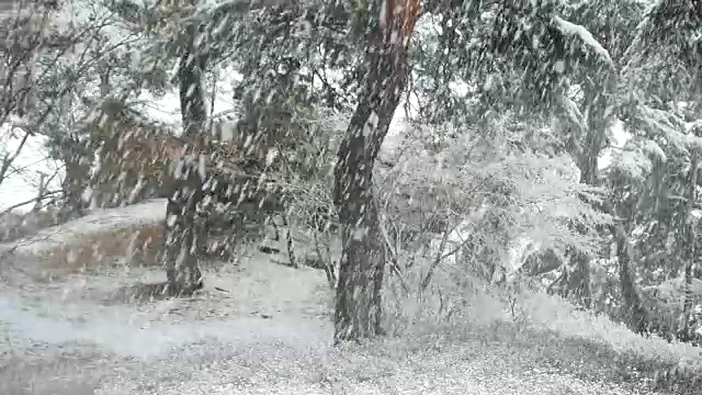 雪花落在松树的叶子上