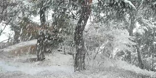 雪花落在松树的叶子上