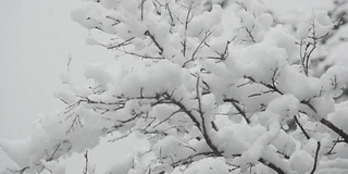 江原道江陵京浦台的屋檐下飘落着雪花