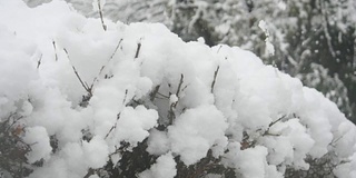 江原道江陵京浦台的屋檐下飘落着雪花