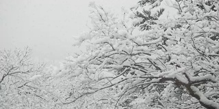 江原道江陵京浦台的屋檐下飘落着雪花