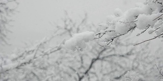 江原道江陵京浦台的屋檐下飘落着雪花