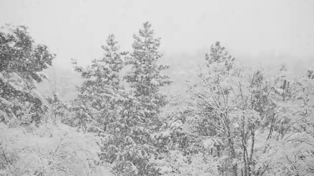 江原道江陵，大雪飘落在树上