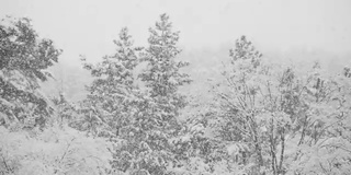 江原道江陵，大雪飘落在树上