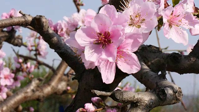 韩国一棵名叫梅李的树上开着粉红色的梅花