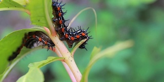 毛毛虫蠕虫条纹蓝-黑-白行走吃在叶子上(叶蝉，毛毛虫)选择焦点与浅景深