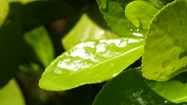 花园里的绿叶上滴一滴水