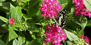 蝴蝶在花上的特写